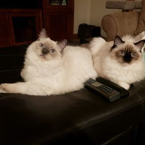 Meet your Posher, Wendy